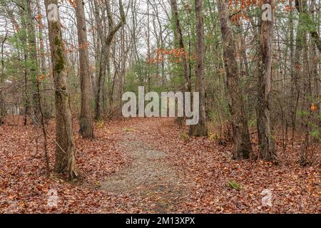 Le sentier de randonnée en feuillage d'automne dans le plateau de Cumberland montre un beau chemin de marche à travers les arbres dans un cadre paisible et serein. Banque D'Images