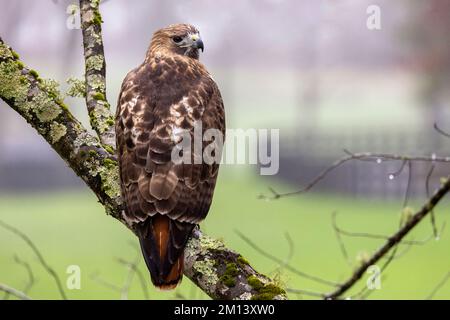 Faucon à queue rouge (Buteo jamaicensis) - Brevard, Caroline du Nord, États-Unis Banque D'Images