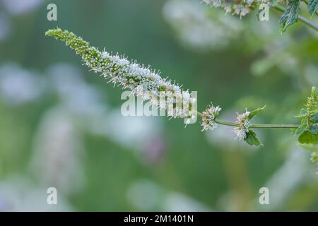 fleur de menthe poivrée pousse avec la lumière du soleil dans le jardin extérieur Banque D'Images