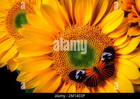 Magnifique papillon sur tournesol Banque D'Images