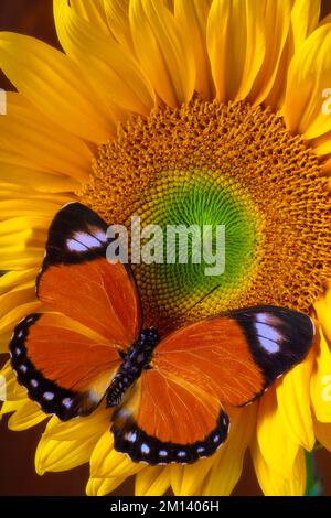 Rêver sur Un tournesol Banque D'Images