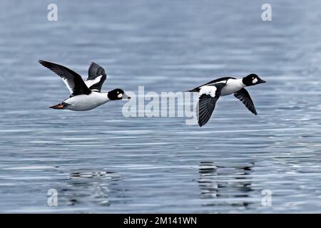 Deux canards golades communs survolent la surface du lac dans le nord de l'Idaho. Banque D'Images