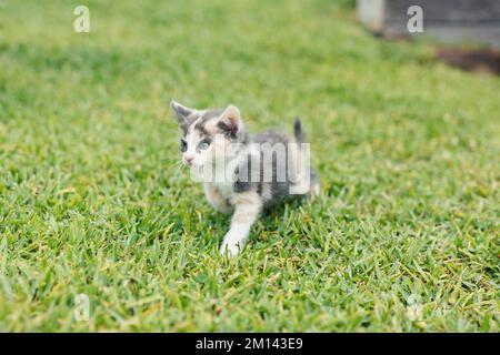 Mignon petit jeune Calico Kitten sur l'herbe dans arrière cour exploration en plein air Banque D'Images