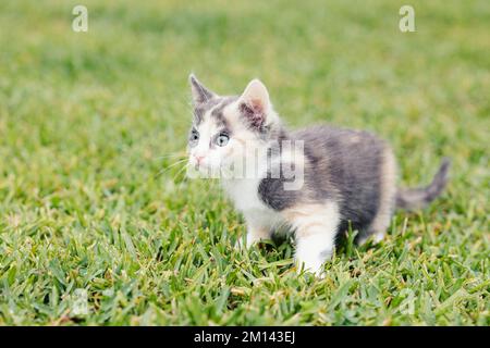 Mignon petit jeune Calico Kitten sur l'herbe dans arrière cour exploration en plein air Banque D'Images