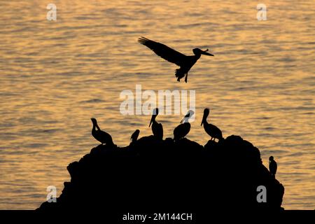 Silhouette de pélican brun (Pelecanus occidentalis) à Bird Island, réserve d'État de point Lobos, route panoramique Big sur Coast, Californie Banque D'Images