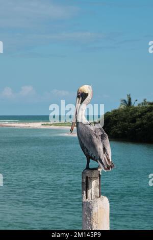 Un oiseau pélican sur un pont de poteau en bois au bord de l'océan à Tulum au Mexique Banque D'Images