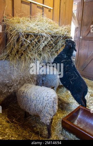 Une paire de moutons mange le foin du mangeur dans un hangar de bétail Banque D'Images