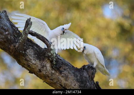 Deux petits oiseaux australiens adultes de la Corella -Cacatua sanguinea- perchés sur une souche d'arbre ancien se disputant sur la même parcelle de territoire à la lumière du matin Banque D'Images