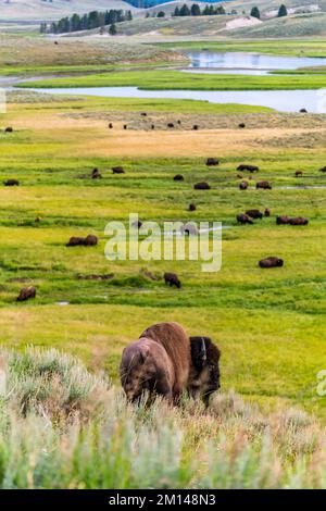 Troupeau de bisons sur la rivière Yellowstone Banque D'Images