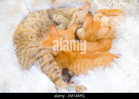 Les chats domestiques errants reposent sur une guirlande de Noël blanche étincelante. Trois chatons au gingembre se lapirent sur un chat de tabby de couleur poivre. Fond horizontal, concept. Banque D'Images