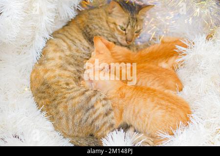 Les chats domestiques errants reposent sur une guirlande de Noël blanche étincelante. Trois chatons au gingembre se lapirent sur un chat de tabby de couleur poivre. Fond horizontal, concept. Banque D'Images