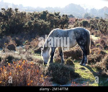 New Forest Pony pâturage entre les patchs de gel Banque D'Images