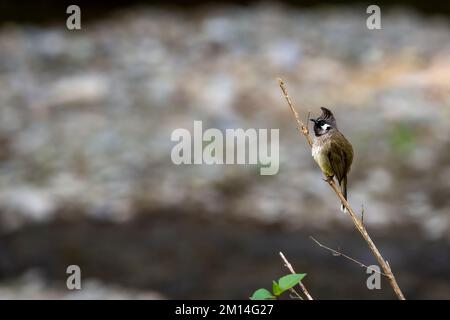 Bulbul himalayen ou bulbul à chetée blanche ou Pycnonotus leucogenys oiseau de près perché sur la branche dhikala jim corbett parc national uttarakhand inde Banque D'Images