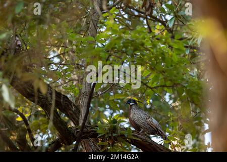 Koklass faisan ou Pucrasia macrolopha portrait oiseau de haute altitude sur fond vert naturel perché sur un arbre au pied de l'himalaya inde Banque D'Images