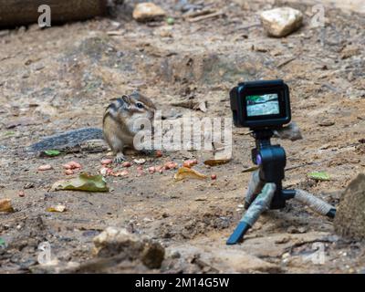 Tamias sibiricus, Chipmunk sibérien. Moscou, Russie. Banque D'Images