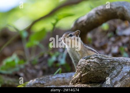 Tamias sibiricus, Chipmunk sibérien. Moscou, Russie. Banque D'Images