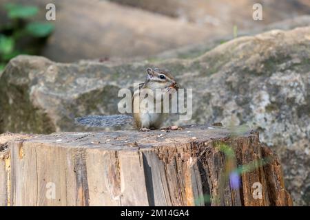 Tamias sibiricus, Chipmunk sibérien. Moscou, Russie. Banque D'Images