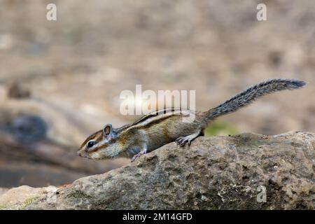Tamias sibiricus, Chipmunk sibérien. Moscou, Russie. Banque D'Images