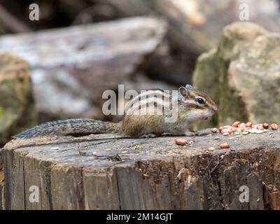Tamias sibiricus, Chipmunk sibérien. Moscou, Russie. Banque D'Images