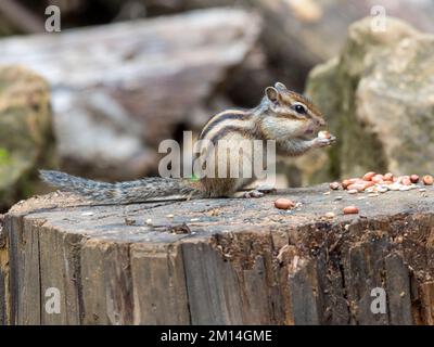 Tamias sibiricus, Chipmunk sibérien. Moscou, Russie. Banque D'Images