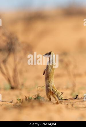Mongoose jaune (Cyctis penicillata ) Parc transfrontalier Kgalagadi, Afrique du Sud Banque D'Images