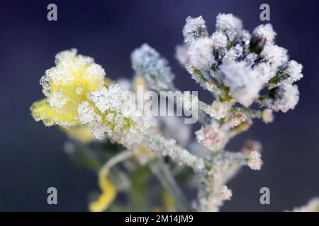Fleurs de la récolte, le colza d'hiver après le gel. Cristaux de louis sur les fleurs. Banque D'Images