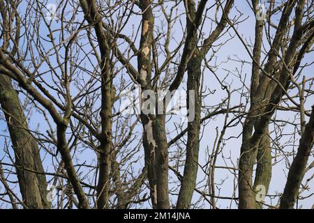 Branches dans la couronne d'un frêne tué par Agrilus planipennis. Banque D'Images