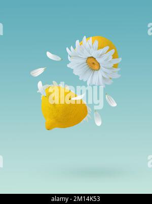 Un vertical 3D jaune citron coupé en deux avec fleur de Marguerite à l'intérieur sur fond bleu pastel - concept d'été Banque D'Images