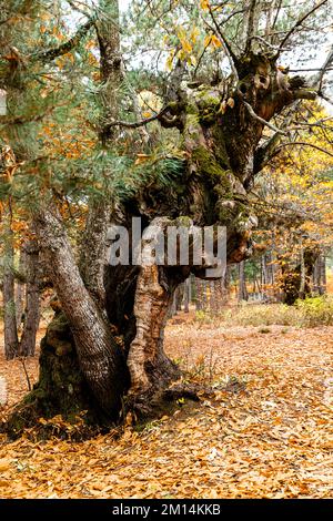 Les couleurs de la revue d'automne une image de conte de fées Banque D'Images