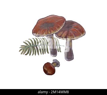 Champignons bruns dessinés à la main avec branche de fougères, éléments d'automne, dessin de pénsil isolé sur fond blanc Banque D'Images