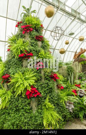 Arbre de Noël aux jardins botaniques de Christchurch en Nouvelle-Zélande Banque D'Images