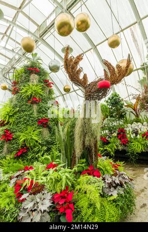 Arbre de Noël aux jardins botaniques de Christchurch en Nouvelle-Zélande Banque D'Images