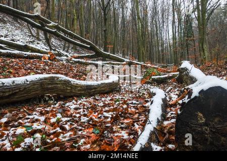 vieux troncs d'arbres couchés avec neige dans une forêt d'hiver pendant la randonnée Banque D'Images