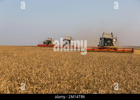 Russie, Kazan - 5 août 2020 : moissonneuse-batteuse Claas récolte une récolte d'orge Banque D'Images