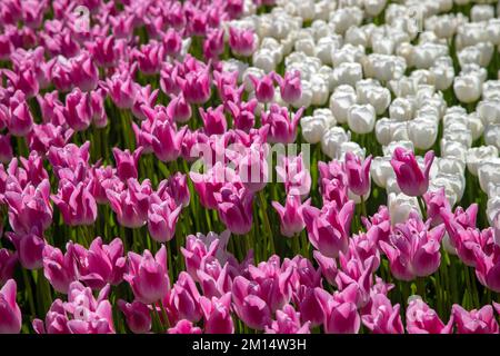 Tulipes roses et blanches dans le parc Banque D'Images