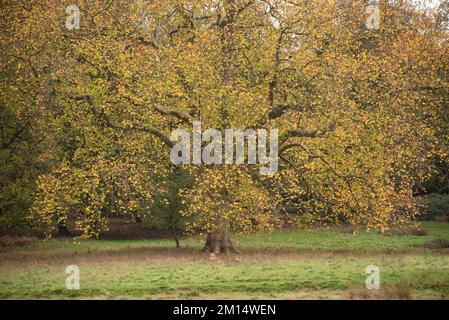 Magnifique portrait du Planatus acerifolia de Londres en automne avec des couleurs vives et une lumière douce et diffuse le matin Banque D'Images