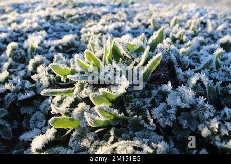 Epsom Downs Surrey, Royaume-Uni. 10th décembre 2022. Avec des températures à moins 4 degrés celsius au lever du soleil, Epsom Downs était aujourd'hui très gelé. Crédit : Julia Gavin/Alamy Live News Banque D'Images