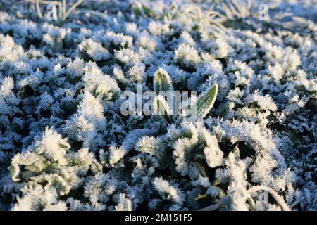 Epsom Downs Surrey, Royaume-Uni. 10th décembre 2022. Avec des températures à moins 4 degrés celsius au lever du soleil, Epsom Downs était aujourd'hui très gelé. Crédit : Julia Gavin/Alamy Live News Banque D'Images