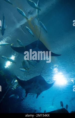 Deux grands rayons de manta nageant au-dessus de la tête Banque D'Images