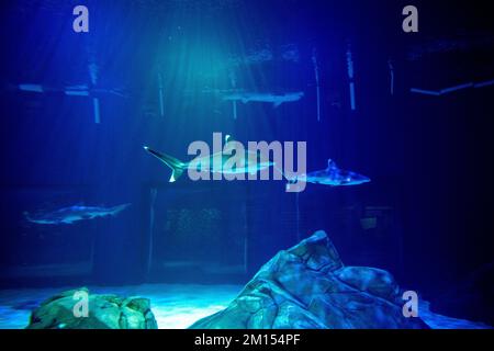 Requins exposés à l'aquarium de Géorgie Banque D'Images