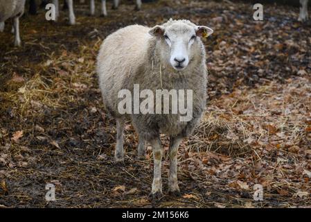 moutons sur un pré en hiver Banque D'Images