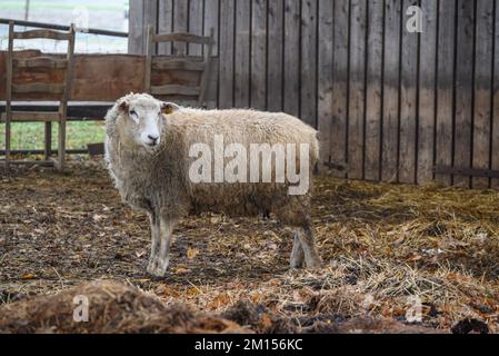 moutons sur un pré en hiver Banque D'Images