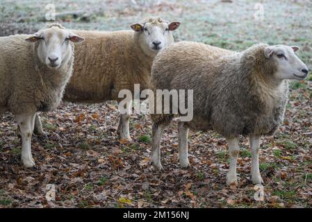 moutons sur un pré en hiver Banque D'Images