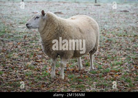 moutons sur un pré en hiver Banque D'Images