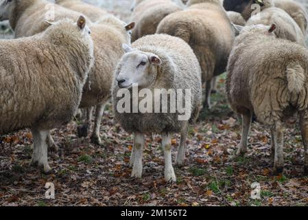 moutons sur un pré en hiver Banque D'Images