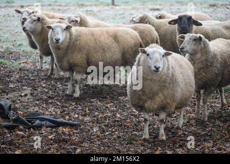 moutons sur un pré en hiver Banque D'Images