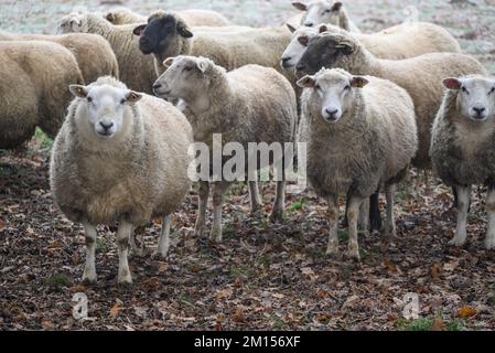 moutons sur un pré en hiver Banque D'Images