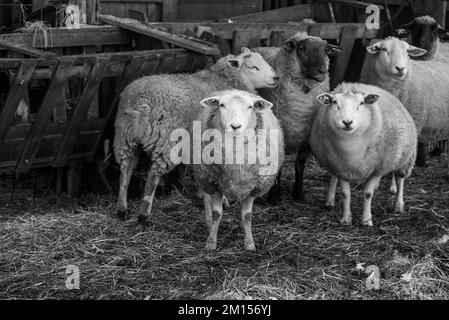 moutons sur un pré en hiver Banque D'Images