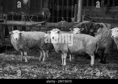 moutons sur un pré en hiver Banque D'Images