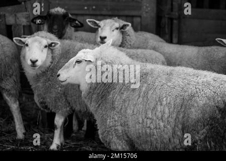 moutons sur un pré en hiver Banque D'Images